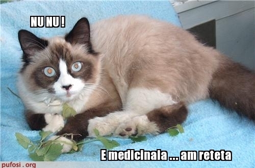 poze-amuzante-pisica-drogata - Pisici-dragute haioase