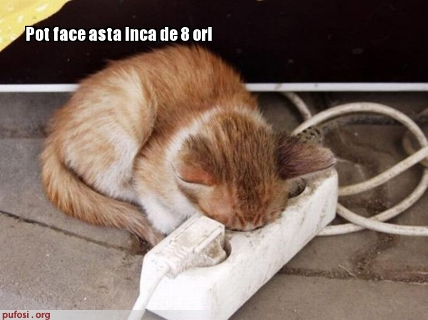 poze-amuzante-pisica-electrocutata - Pisici-dragute haioase