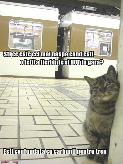 poze-amuzante-pisica-in-gara - Pisici-dragute haioase