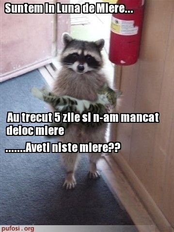 poze-amuzante-pisica-in-luna-de-miere - Pisici-dragute haioase