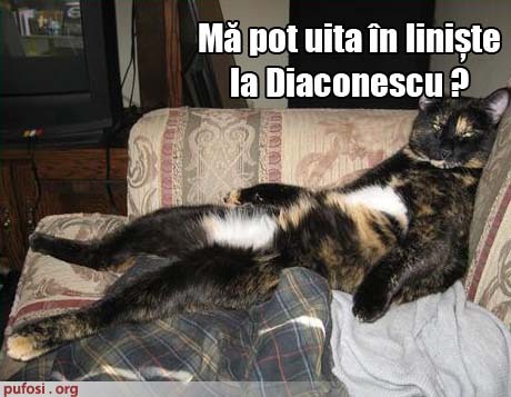 poze-amuzante-pisica-se-uita-la-dan-diaconescul - Pisici-dragute haioase