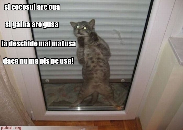 poze-amuzante-pisica-stransa-cu-usa - Pisici-dragute haioase