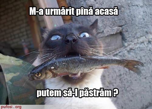poze-amuzante-pisica-urmarita - Pisici-dragute haioase