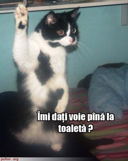 poze-amuzante-pisica-vrea-la-wc - Pisici-dragute haioase