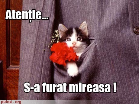 poze-amuzante-pisicul-anunta-furtul-miresei - Pisici-dragute haioase