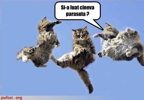 poze-amuzante-poza-amuzanta-pisicile-zboara-fara-parasute - Pisici-dragute haioase