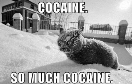 cocaine_cat_snow_much_eyes_1291859099d_02771300 - Pisici-dragute haioase