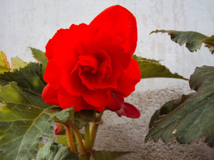 DSC02551 - Begonii