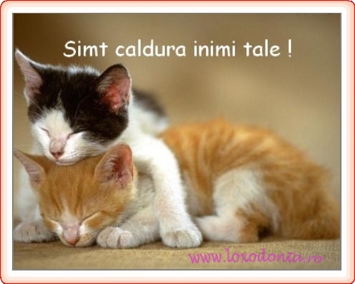 simt_caldura_ta_2049 - Pisici-dragute haioase