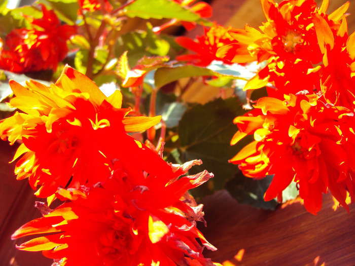 begonia in flacari