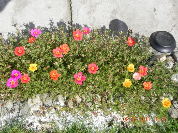 DSCN3976 - portulaca