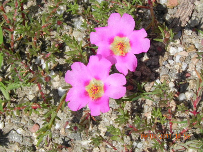 DSCN3981 - portulaca