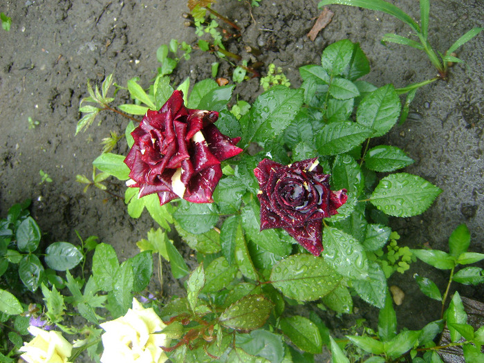 DSC04730 - trandafiri -rozsak 2011