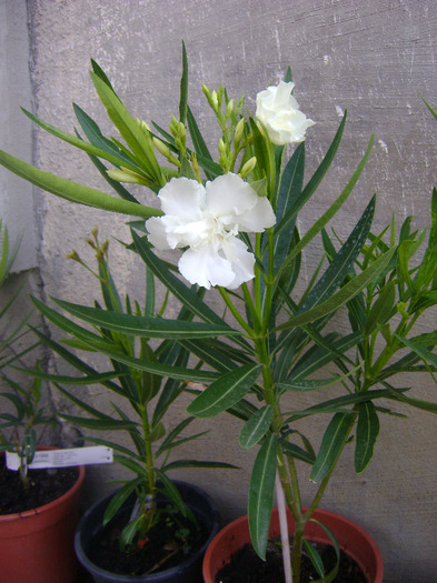 alb batut[ christine] - Leandru 2011