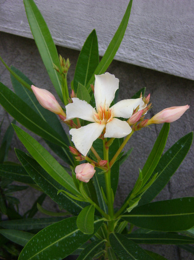 A Pucci[ Iris] - Leandru 2011