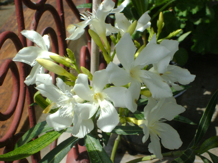 DSC04737 - Leandru 2011