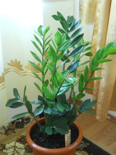 zamioculcas