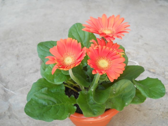 gerbera - Flori primite cadou de la sotul meu