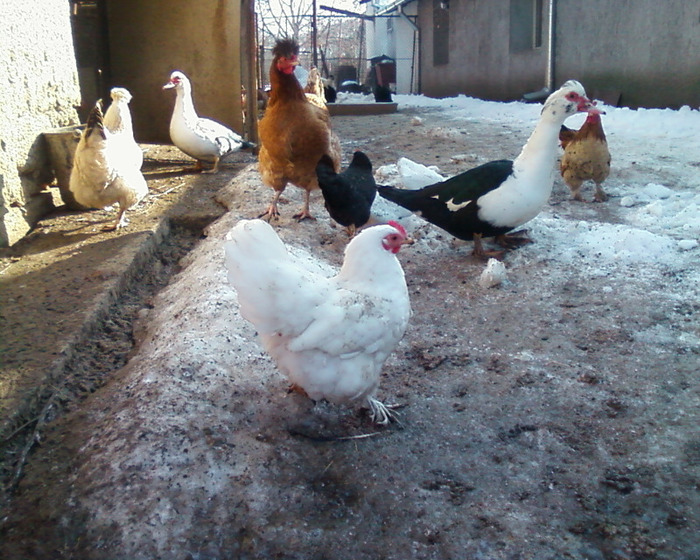 Copie (2) a Fotografie-0029