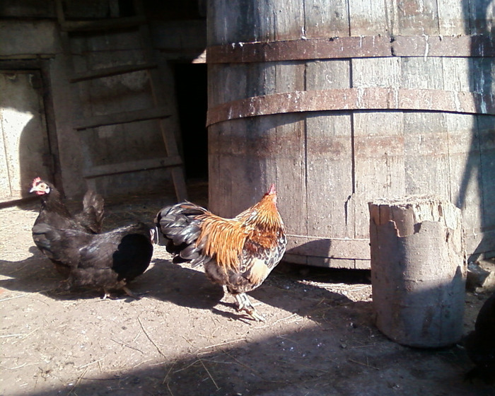 Copie (2) a Fotografie-0026