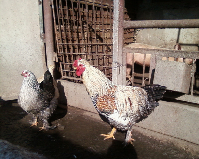 Copie (2) a Fotografie-0027