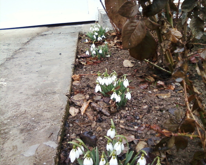 Copie (4) a Fotografie-0078 - flori