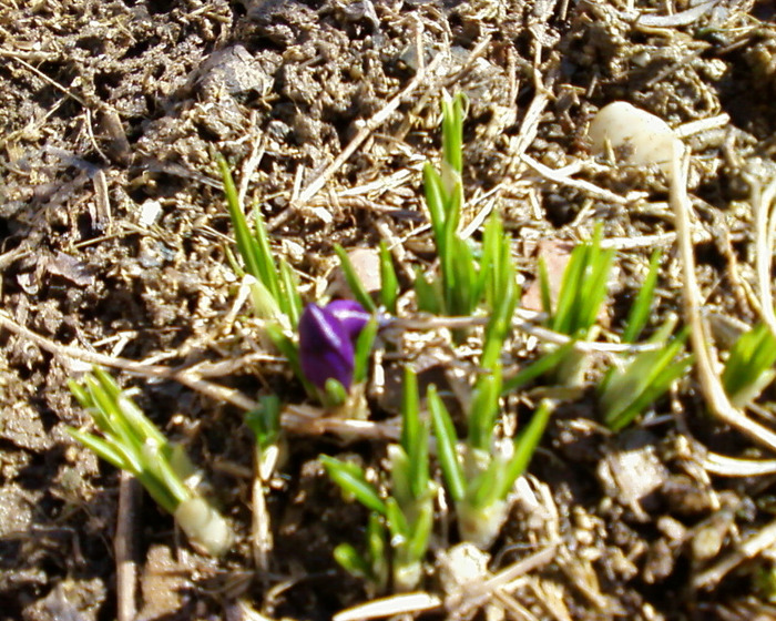 Copie (4) a Fotografie-0088 - flori