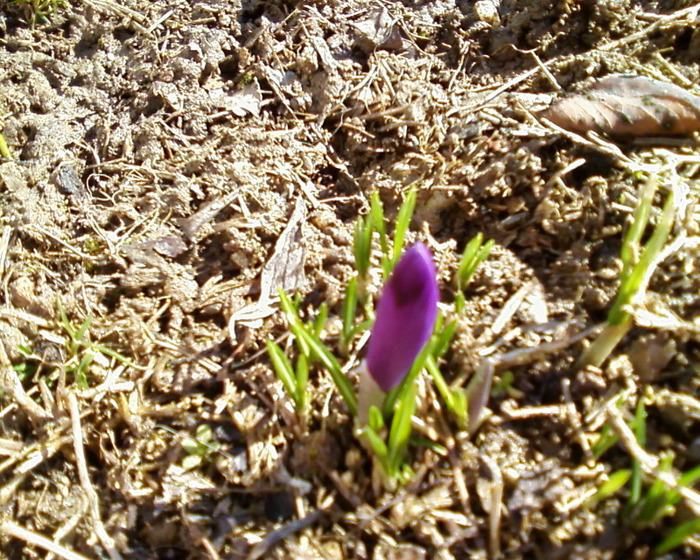 Copie (4) a Fotografie-0089 - flori