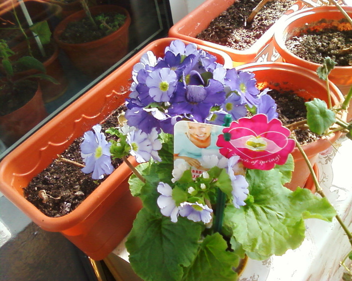 Copie (2) a Fotografie-0019 - flori