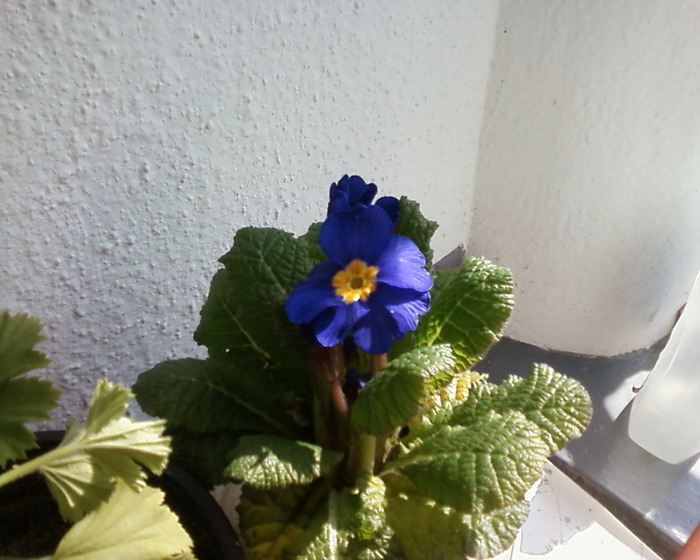 Copie (2) a Fotografie-0020 - flori