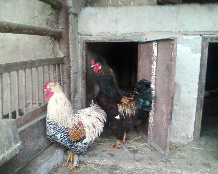 Copie (2) a Fotografie-0012