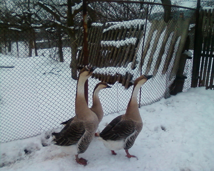 Copie (2) a Fotografie-0007