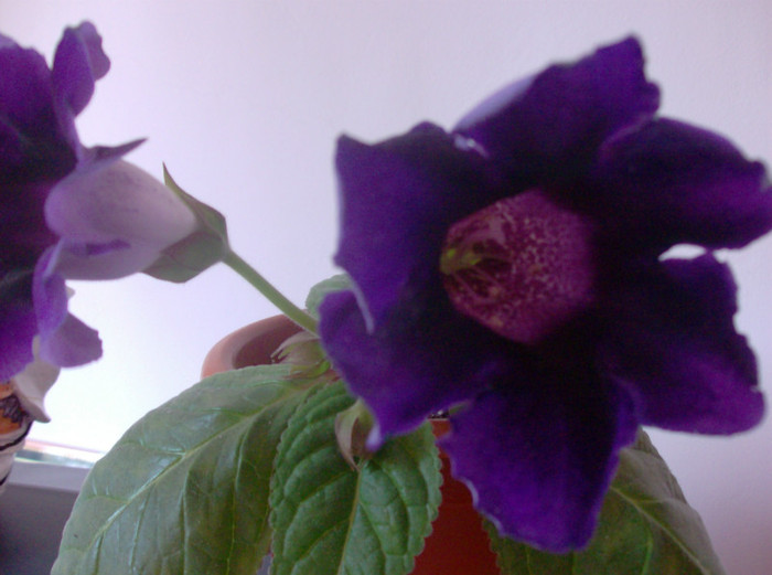 Picture 107 - VIOLACEA