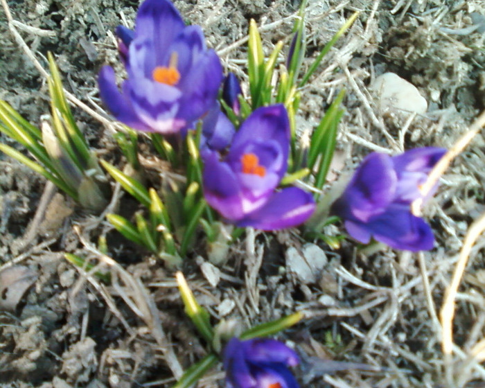 Fotografie-0109 - flori