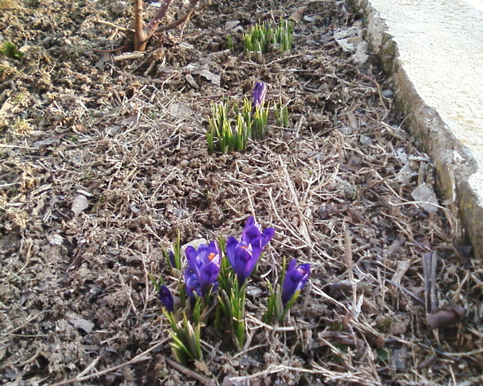 Fotografie-0110 - flori