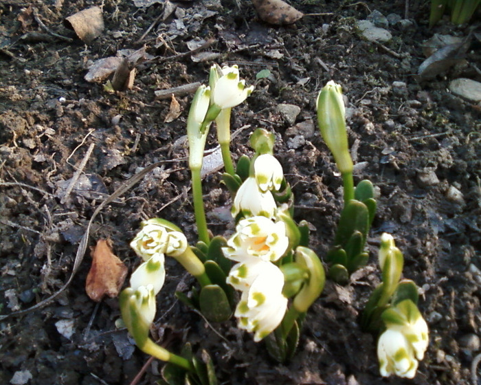 Fotografie-0111 - flori