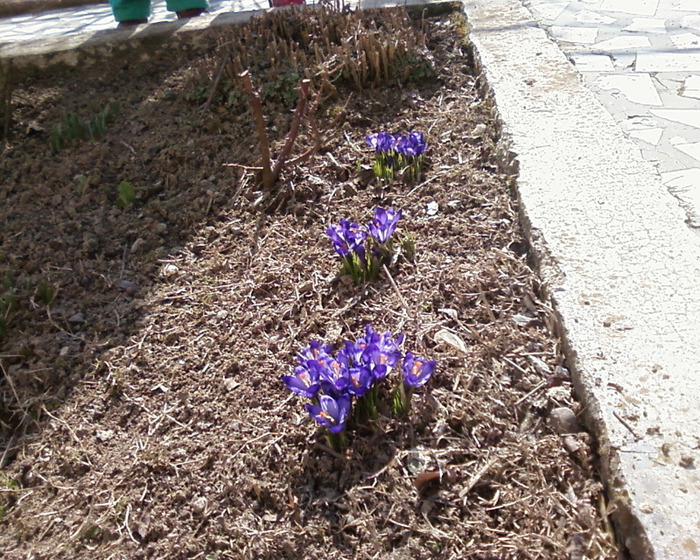 Fotografie-0117 - flori