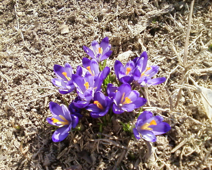 Fotografie-0118 - flori