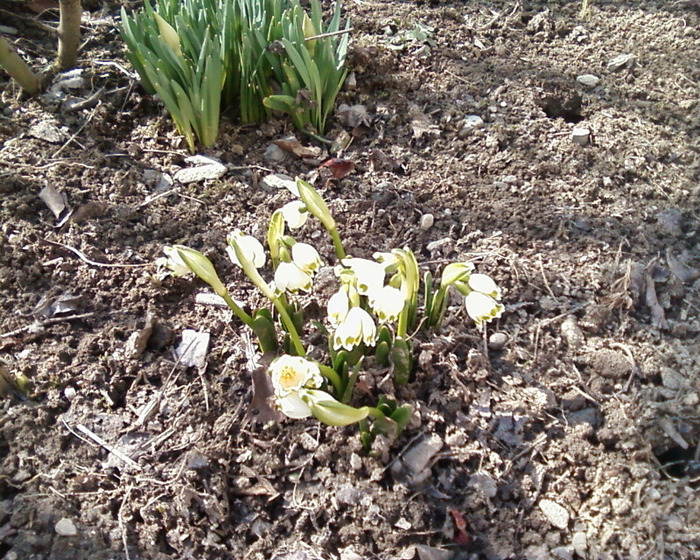 Fotografie-0119 - flori