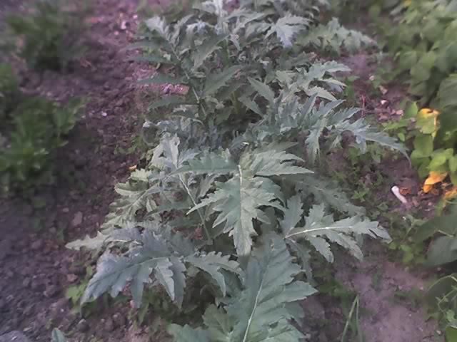 11-07-11_1913 - Anghinare in gradina mea-Artichokes Cynara scolymus