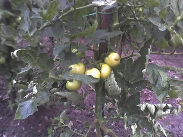 11-07-11_2106 - TOMATE MONEYMAKER 2011