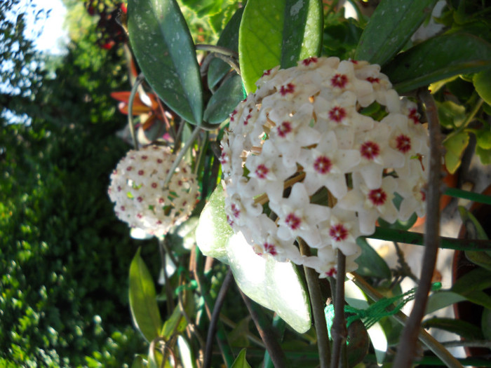 hoya