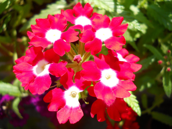 verbina