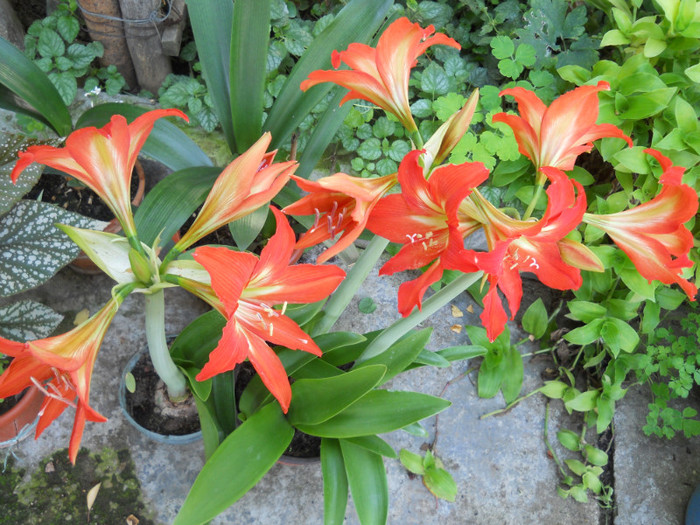crin amarilis