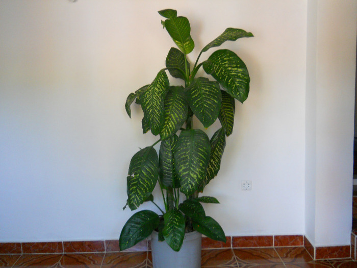 DSCN2237 - dieffenbachia