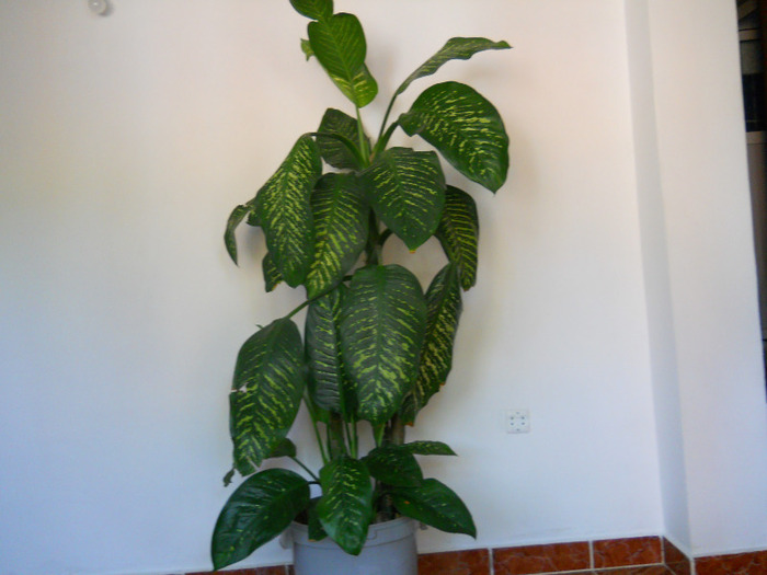 DSCN2238 - dieffenbachia