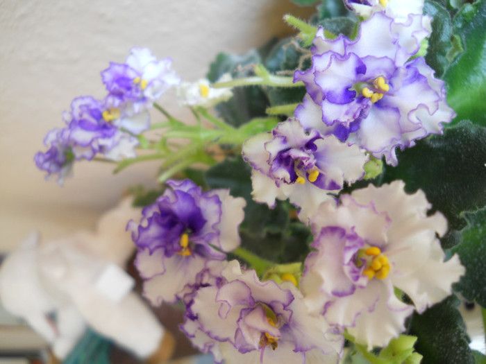 violeta - A12vara2011