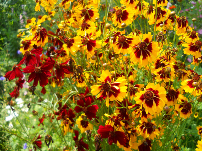 coreopsis - A12vara2011