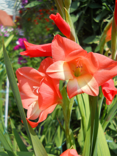 gladiola - A12vara2011