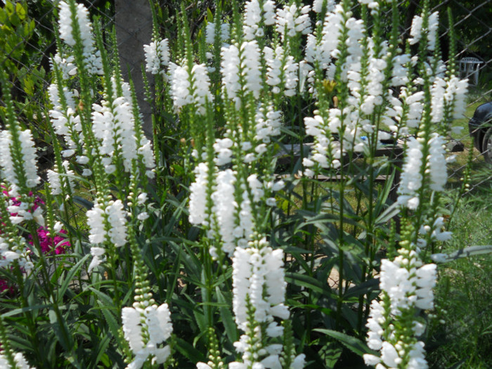 physostegia - A12vara2011